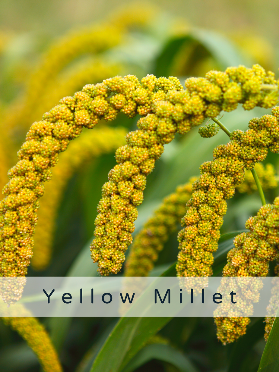 Ancient grain bulk supplier / Wholesale ancient grains