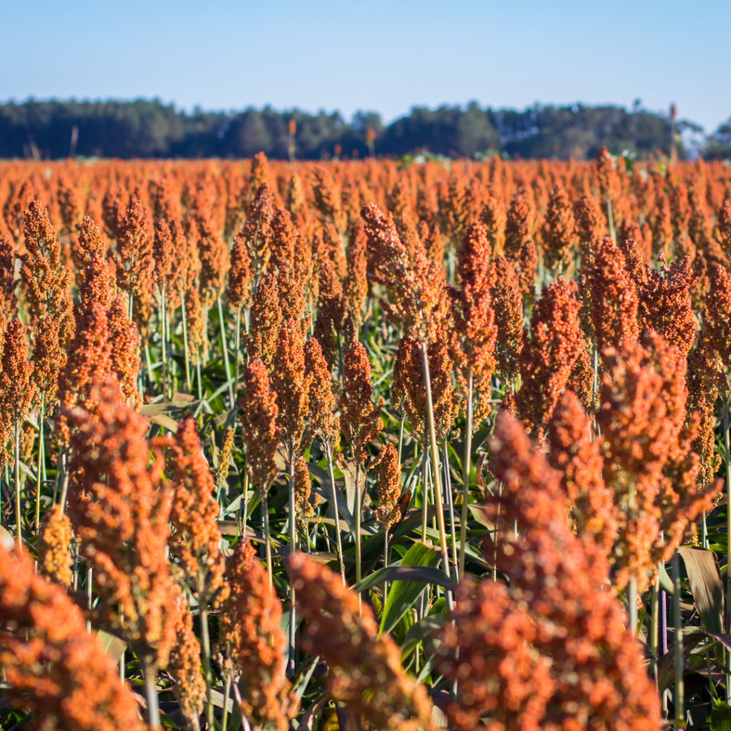 Icon Foods International -