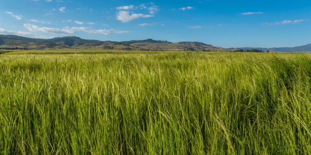 African superfoods wholesale