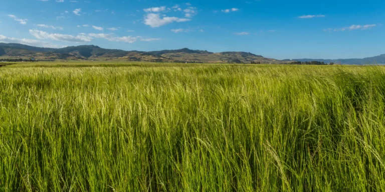 African superfoods wholesale