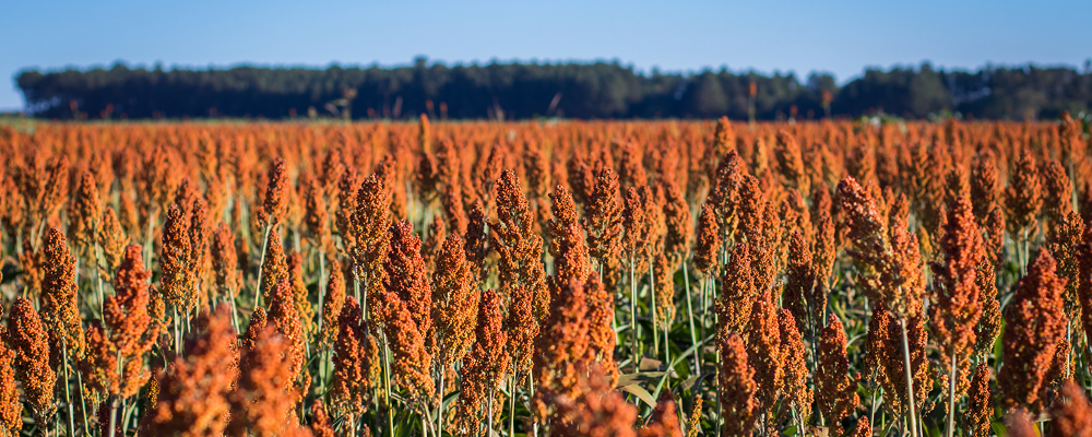 African superfoods wholesale