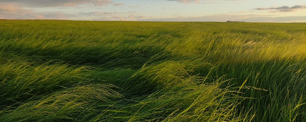 African superfoods wholesale