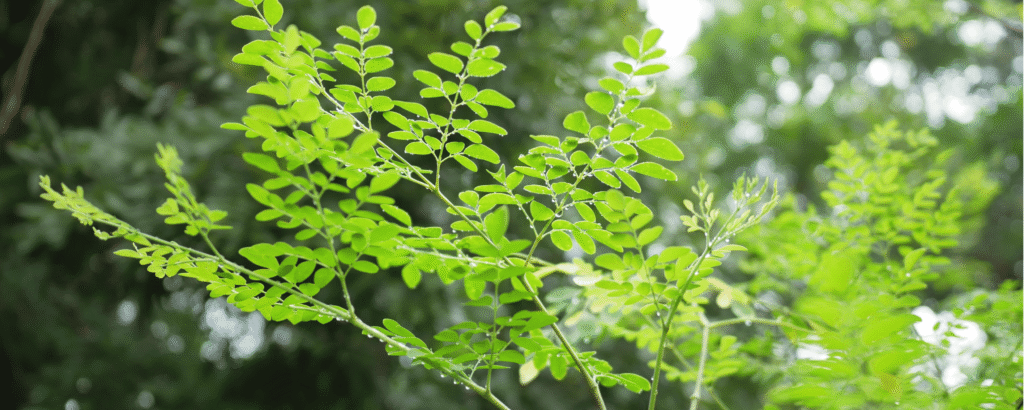 African superfoods wholesale