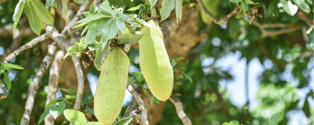 African superfoods wholesale