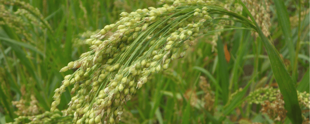 African superfoods wholesale