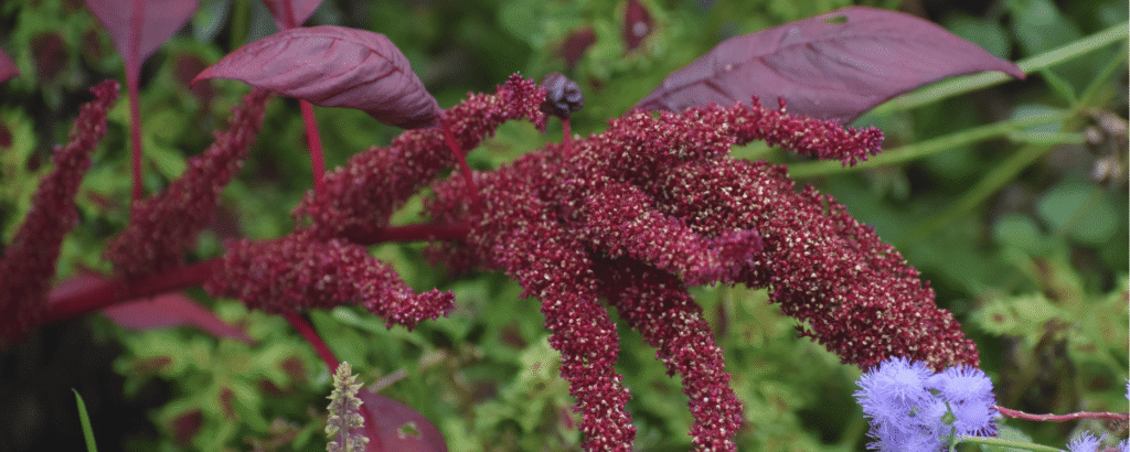 African superfoods wholesale