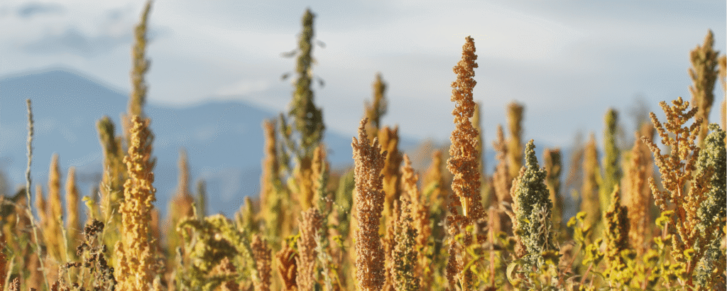 African superfoods wholesale