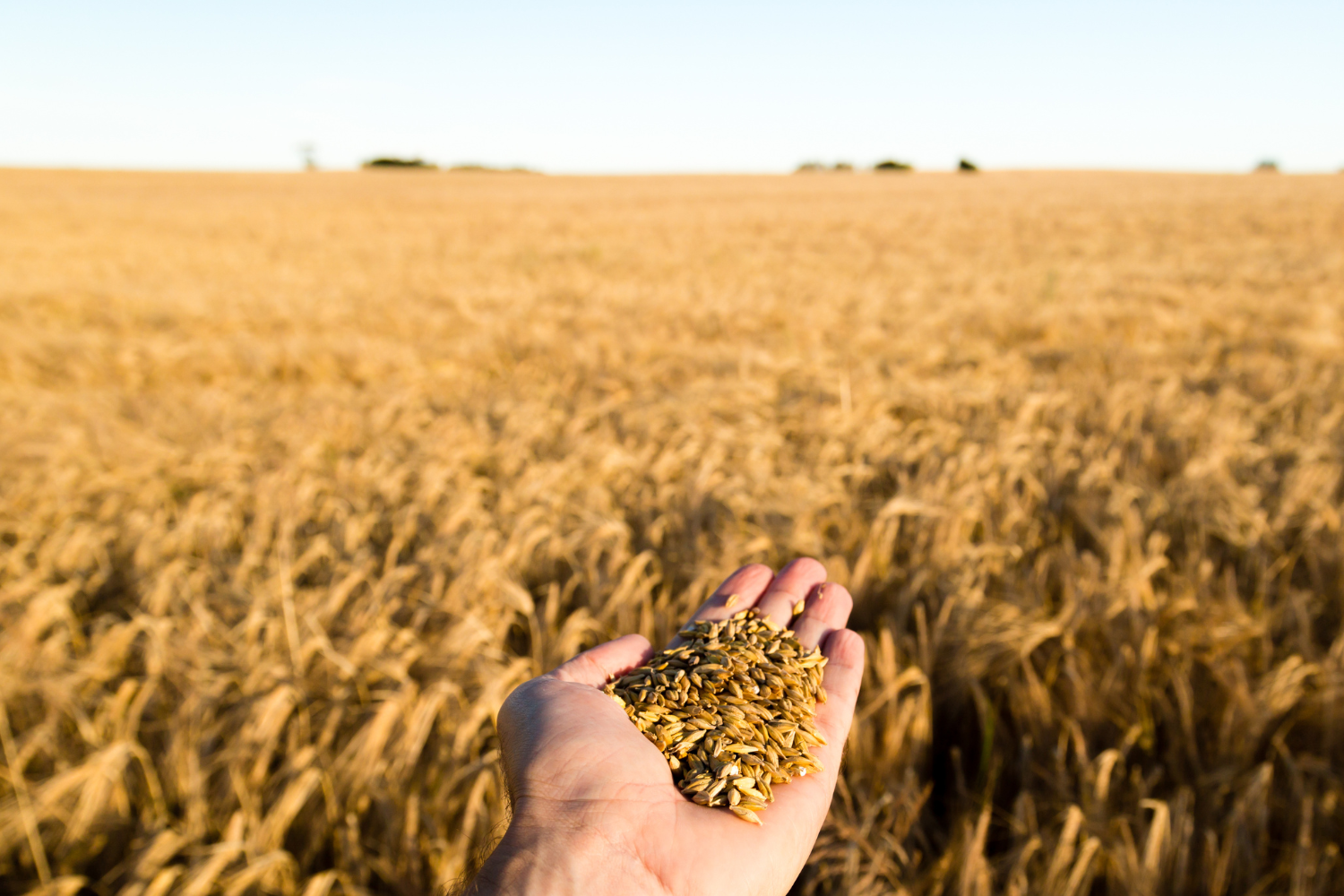 Teff: The ancient grain your pantry has been missing - Icon Foods ...