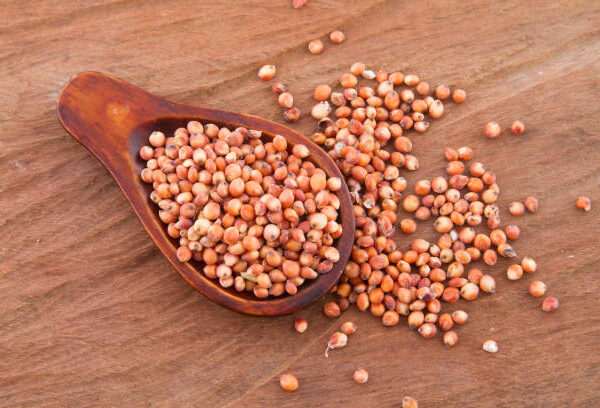 Sorghum Grain Export at Icon Foods